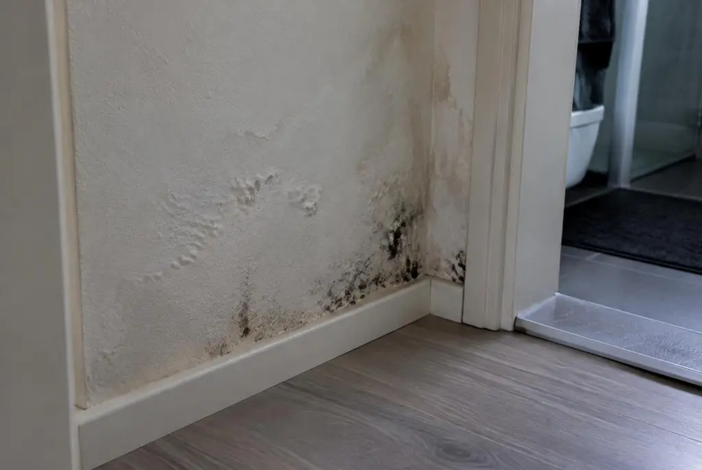 Lekdetectie Austerlitz – vochtplek met schimmel op een muur